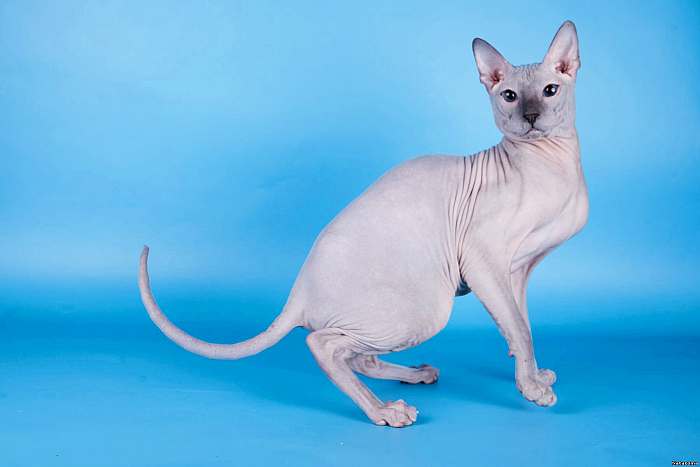 Донской сфинкс, фото фотография голые кошки