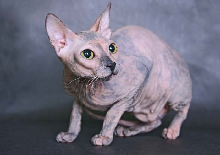 Донской сфинкс, фото фотография голые кошки
