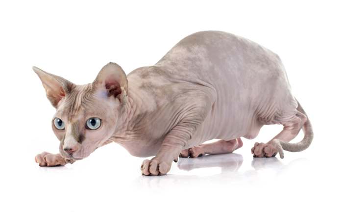 Донской сфинкс, фото породы кошек фотография картинка
