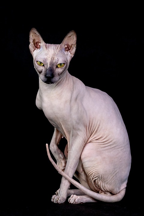 Донской сфинкс, фото фотография кошки