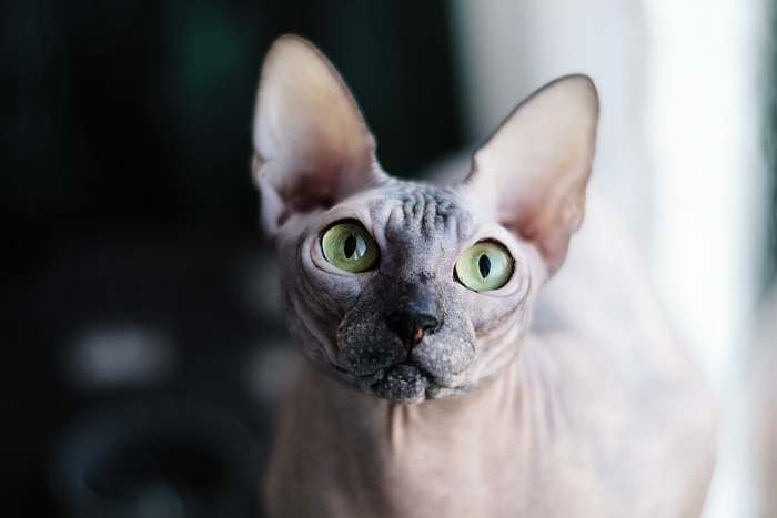 Донской сфинкса, фото породы кошек фотография