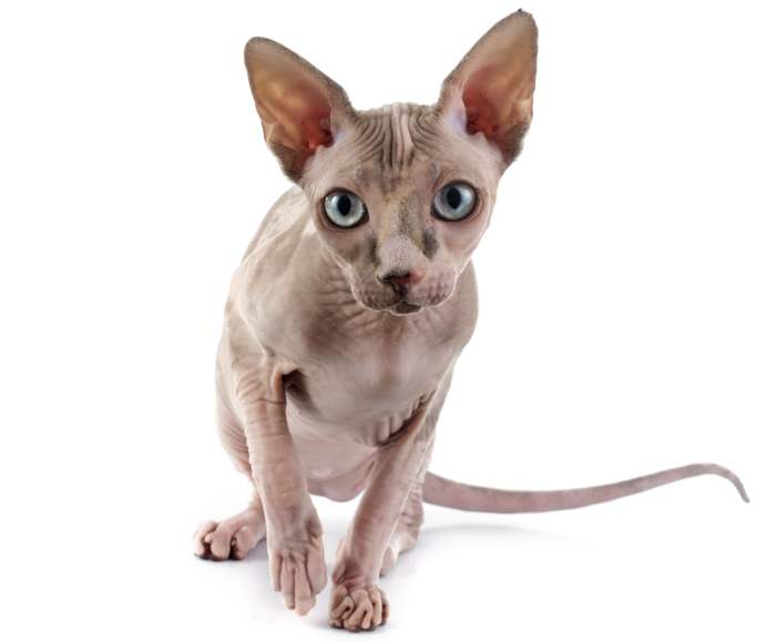 Донской сфинкса, фото породы кошек фотография