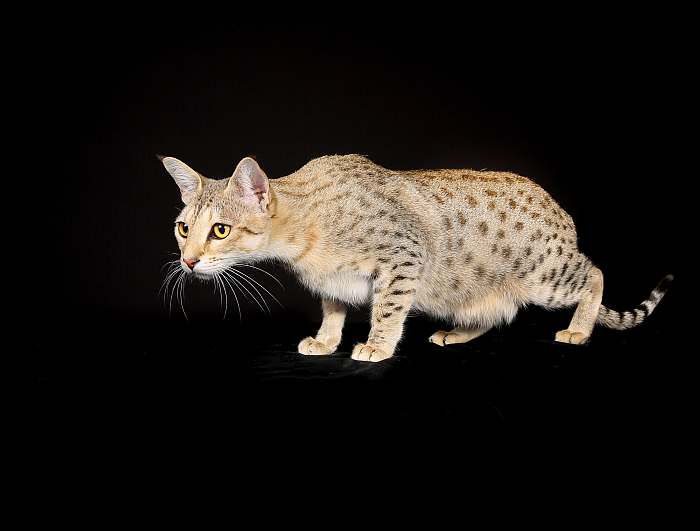 Египетский мау, фото породы кошки фотография картинка
