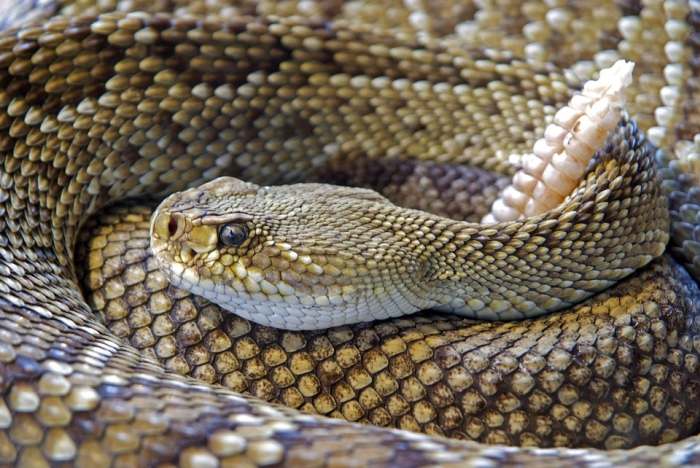 Гремучая змея, фото фотография рептилии