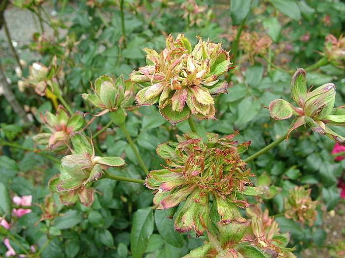 Китайская роза Viridiflora, фото фотография цветы