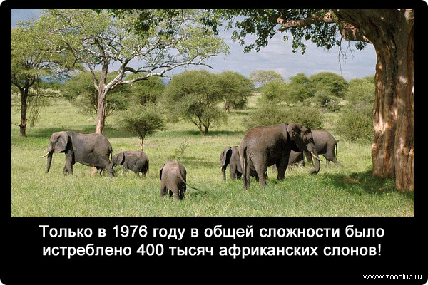 Только в 1976 году в общей сложности было истреблено 400 тысяч африканских слонов!