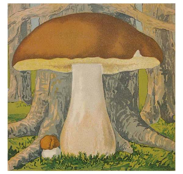 Боровик, белый гриб, рисунок иллюстрация