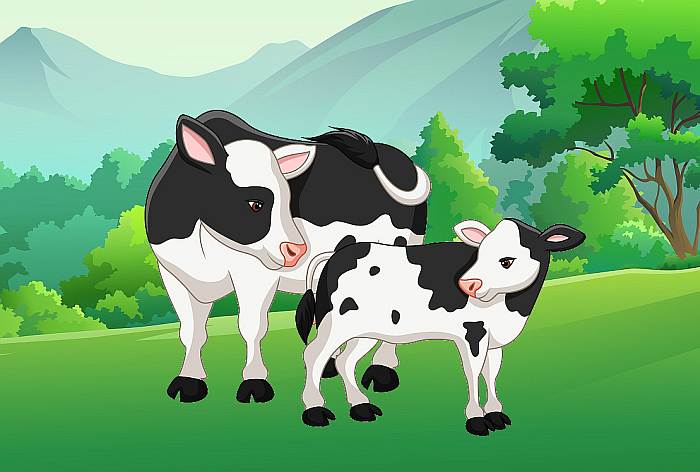 Бело-черная корова с теленком, рисунок картинка иллюстрация