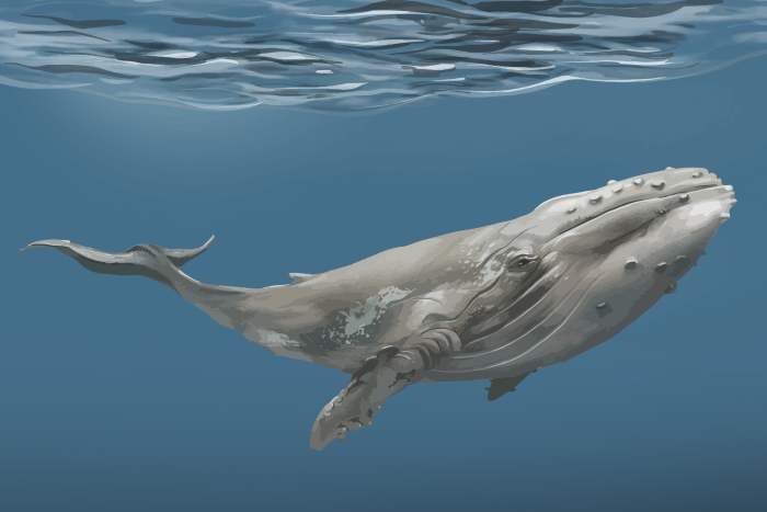 Кит, горбатый кит, рисунок иллюстрация