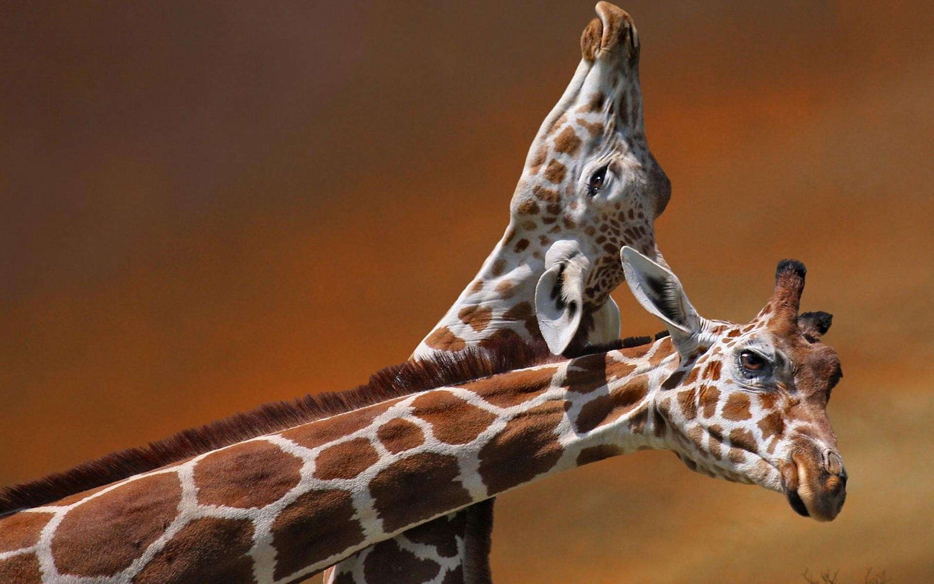 Головы жирафов, фото фотография фотообои