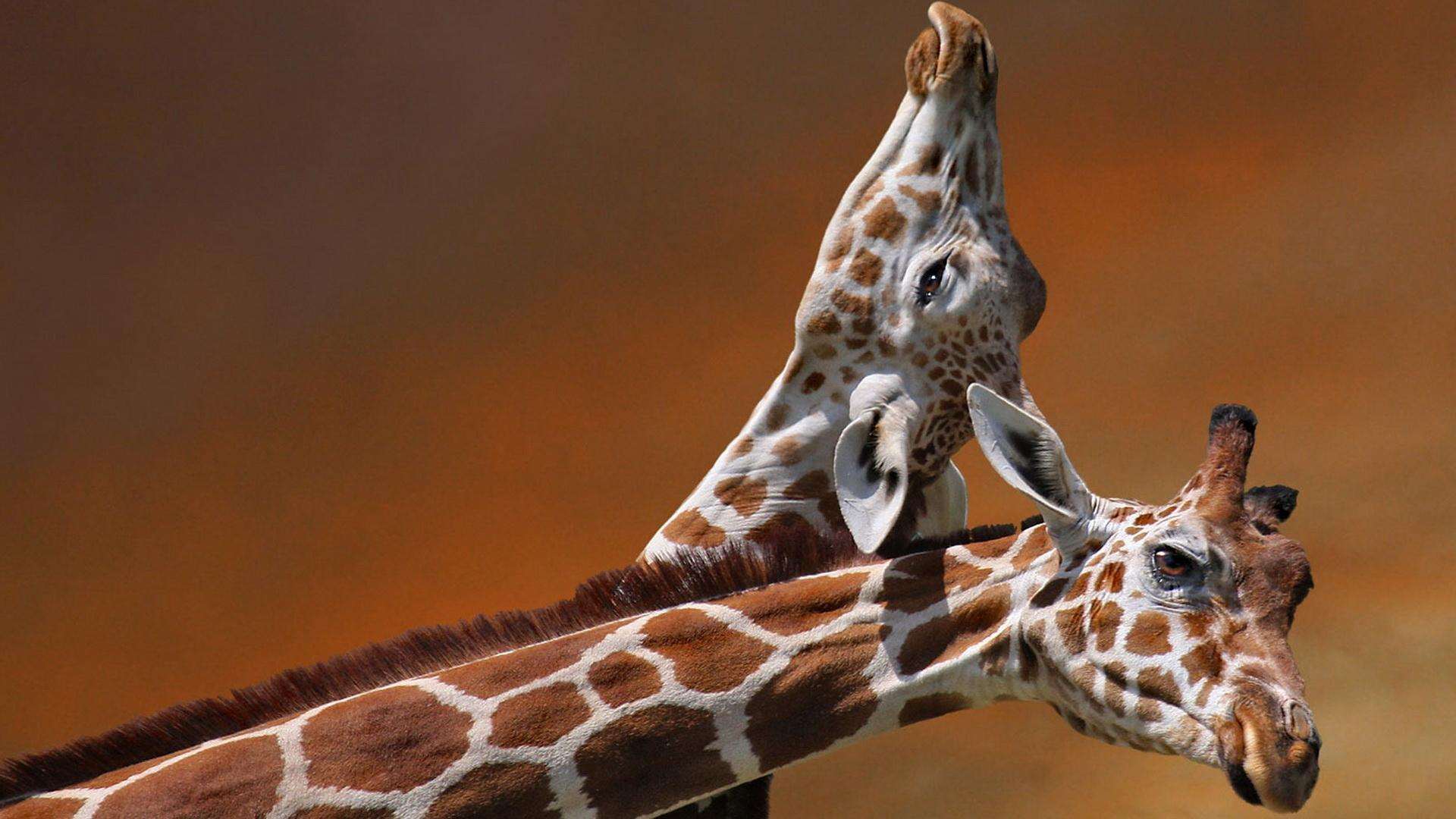 Головы жирафов, фото фотография фотообои