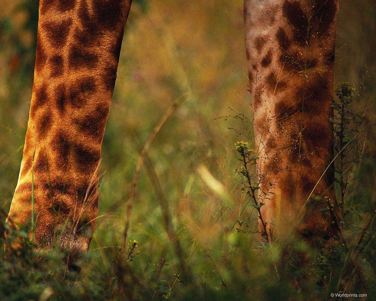 Ноги жирафа, фото фотография фотообои