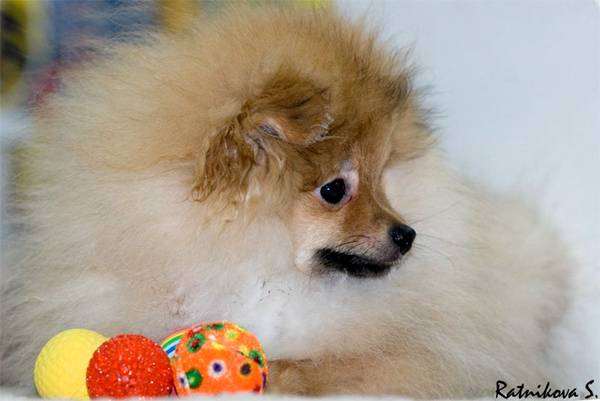 Щенок померанского шпица, фото породы собак выбор собаки фотография