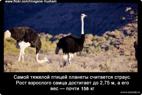 Самой тяжелой птицей планеты считается страус. Рост взрослого самца достигает до 2,75 м, а его вес - почти 156 кг.