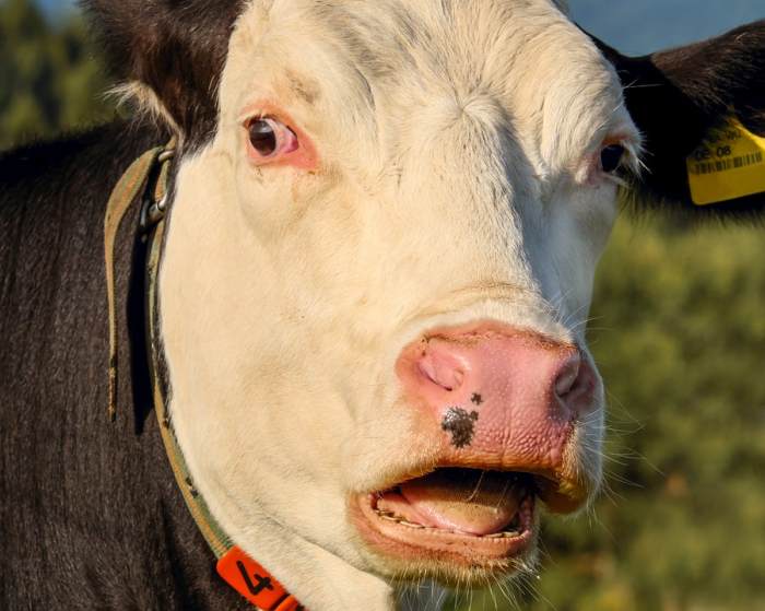 Мычащая корова, фото фотография