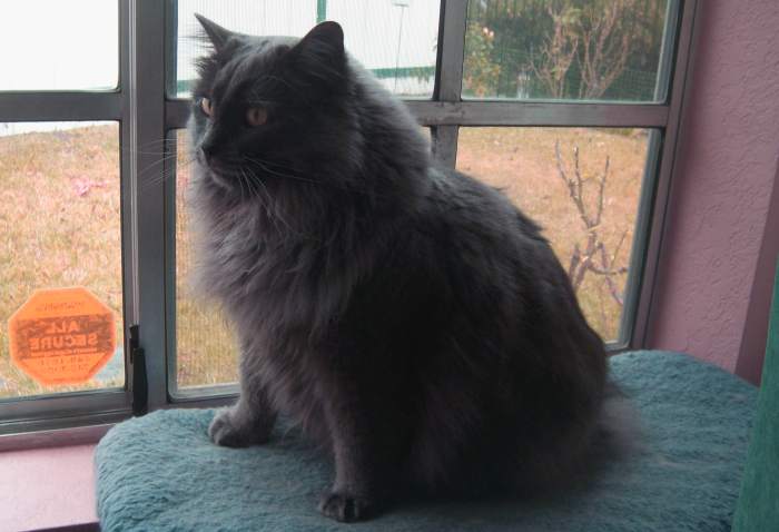 Серый кимрик смотрит в окно, фото фотография кошки