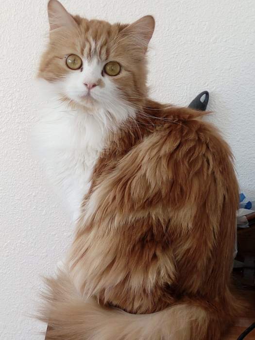 Кимрик (кошка), фото фотография
