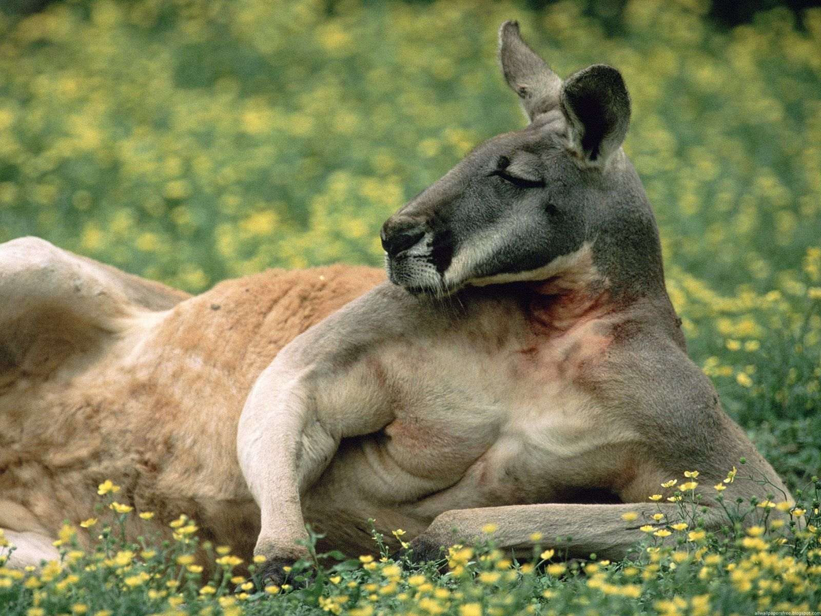 Рыжий исполинский кенгуру (Macropus rufus), фото обои, фотография картинка