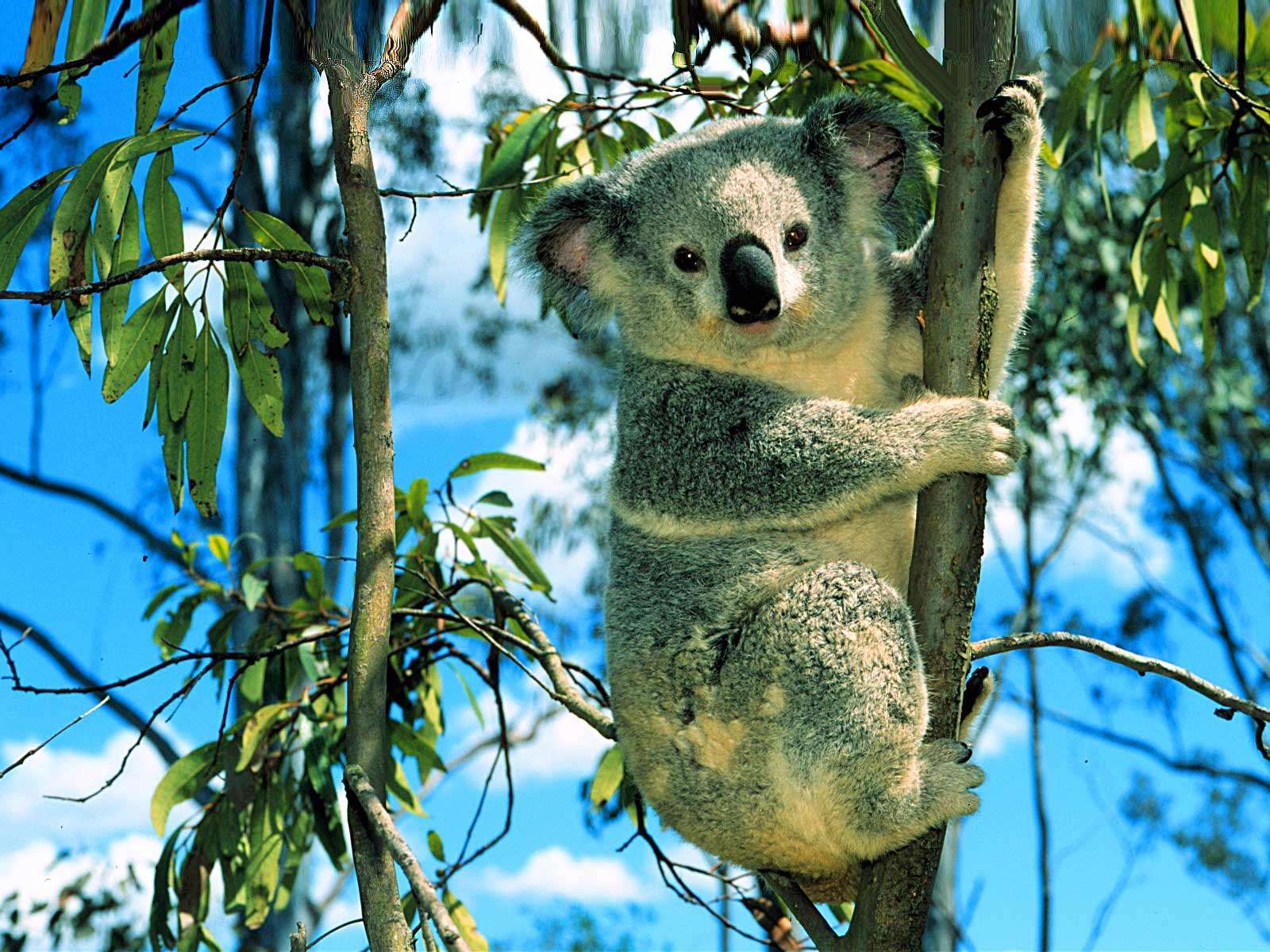 Что едят коалы? Листья эвкалипта, фото обои, фотография картинка