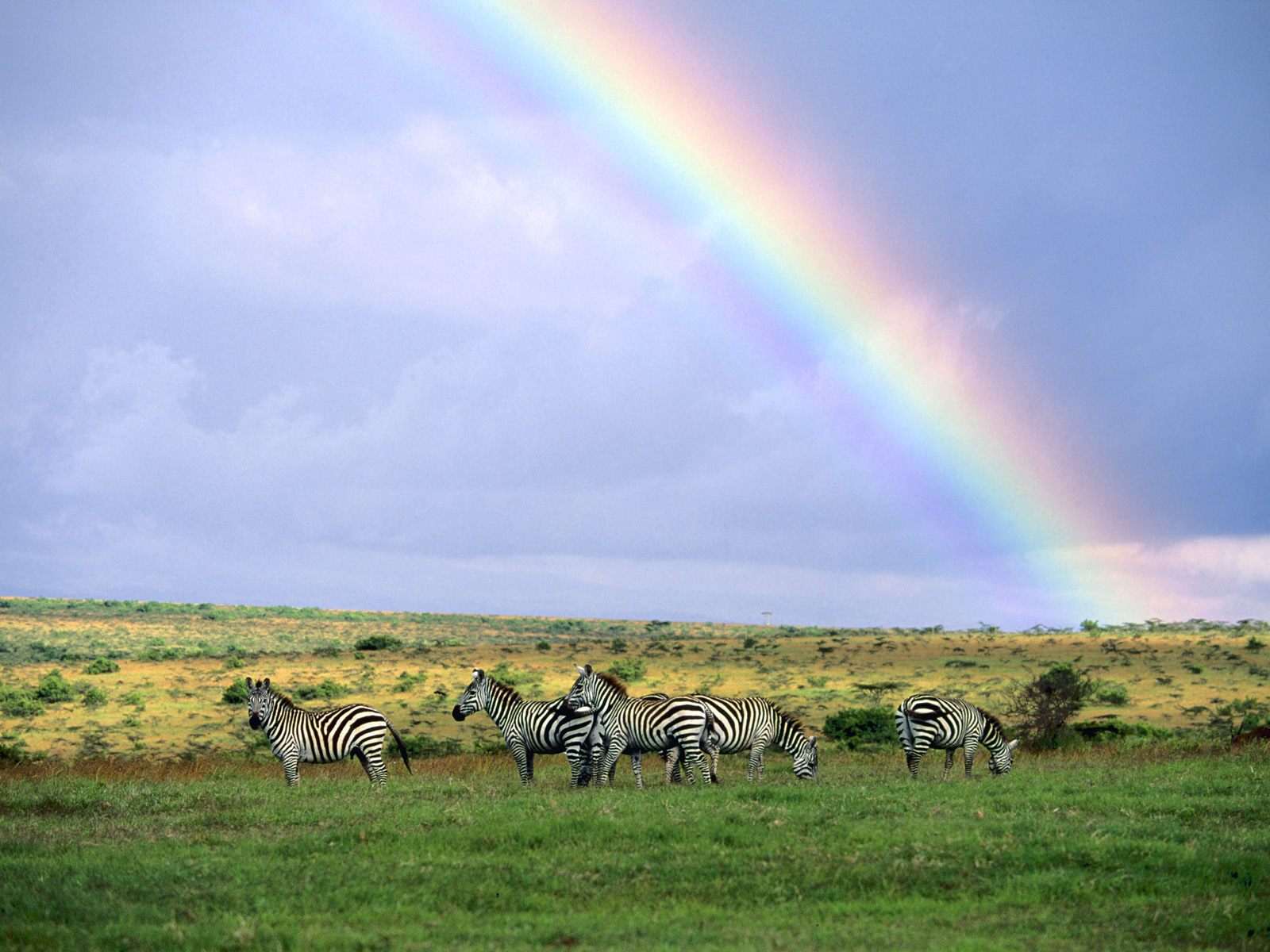 Зебры и радуга, фото обои, фотография картинка