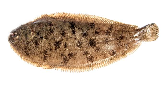 Морской язык, европейская солея (Solea solea), фото фотография рыбы