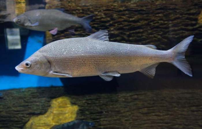 Муксун (Coregonus muksun), фото фотография рыбы