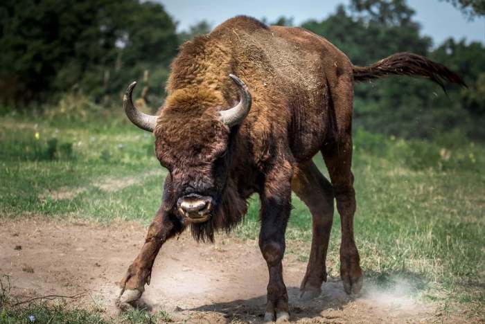 Зубр (Bison bonasus), фото фотография быки