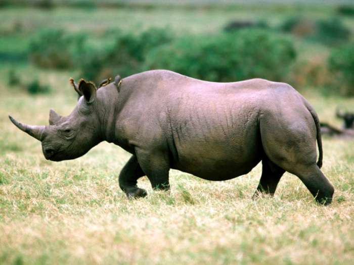 Черный носорог (Rhinoceros bicornis), фото фотография