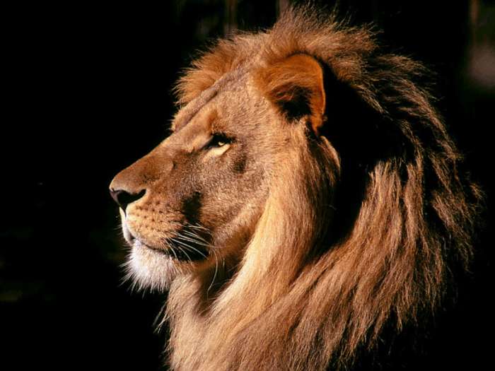 Лев (Panthera leo), фото дикие кошки хищники фотография картинка