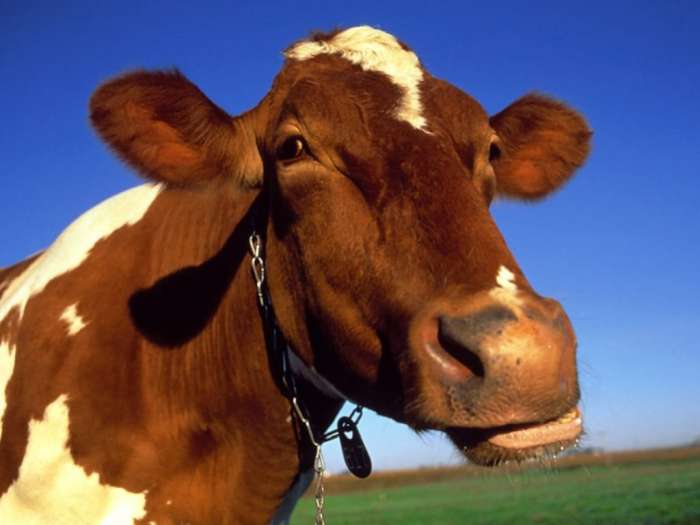 Голова домашней коровы, фото фотография