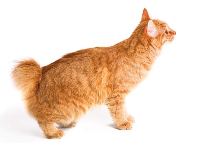 Курильский бобтейл рыжий, фото фотография кошки