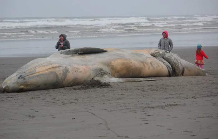Кит, выбросившийся на берег, мертвый кит, морские млекопитающие