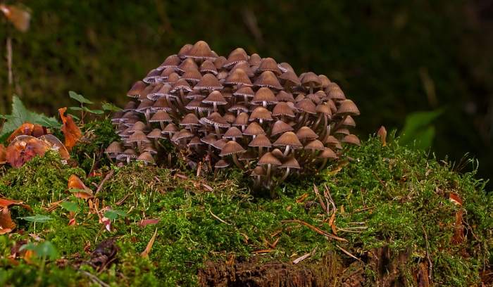 Грибы, кучка грибов, фото фотография растения