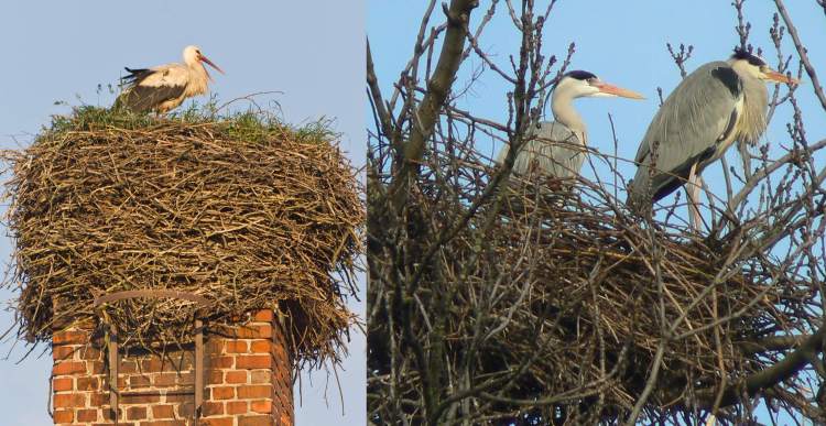 Справа - гнездо серой цапли (на дереве, растущем в воде или около воды), слева - гнездо аиста, фото фотография птицы