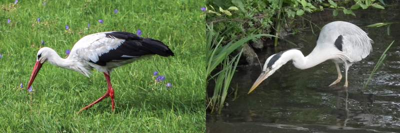 Позы во время охоты: справа - серая цапля (в воде, шея согнута в виде буквы S), слева - аист (на суше), фото фотография птицы