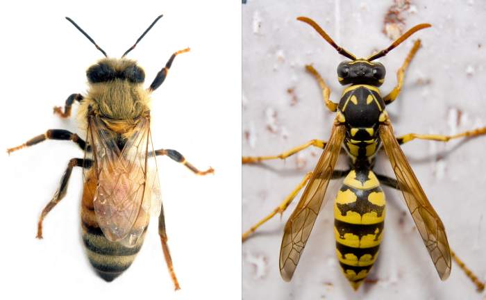 Пчела - слева, оса - справа, фото фотография насекомые