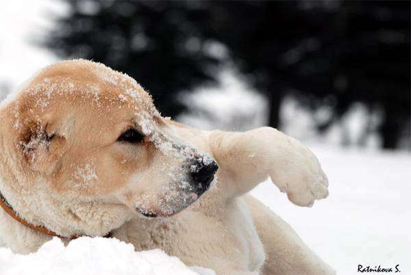 Среднеазиатская овчарка на снегу, фото собаки, фотография породы собак