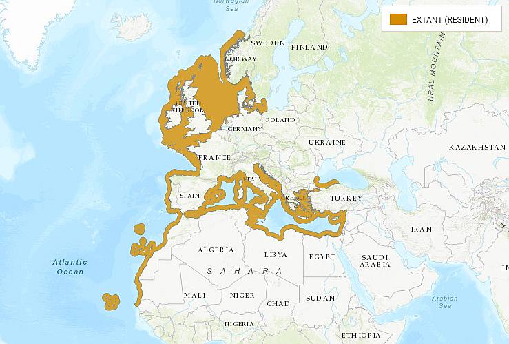 Морской язык, европейская солея (Solea solea), карта ареал распространения