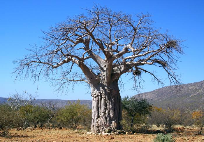Баобаб (Adansonia digitata), фото фотография дерево