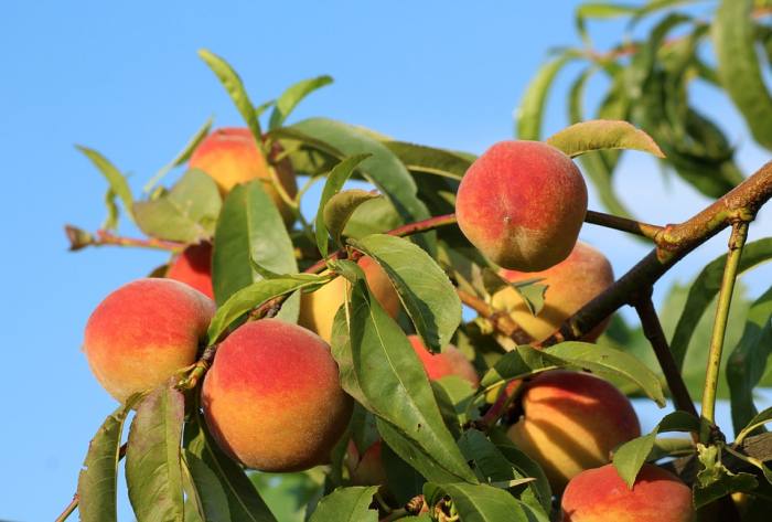 Персиковое дерево с плодами, фото фотография растения