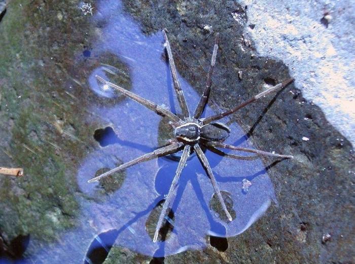 Австралийский паук охотник (Dolomedes briangreenei), фото фотография членистоногие