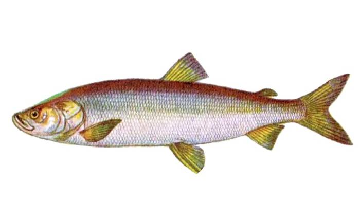 Нельма (Stenodus nelma), рисунок картинка рыбы