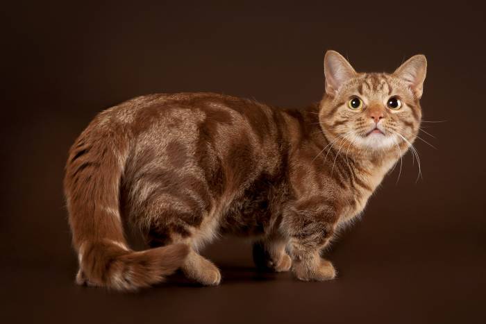 Короткошерстный манчкин, фото фотография кошки