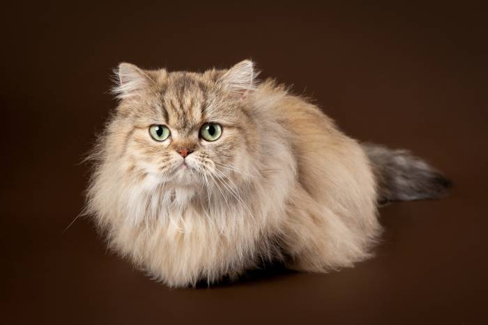 Длинношерстный манчкин, фото фотография кошки