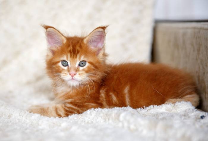 Рыжий красный котенок мейна-кун, фото фотография кошки