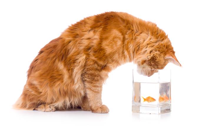 Рыжий мейн-кун с золотая рыбка, фото фотография кошки