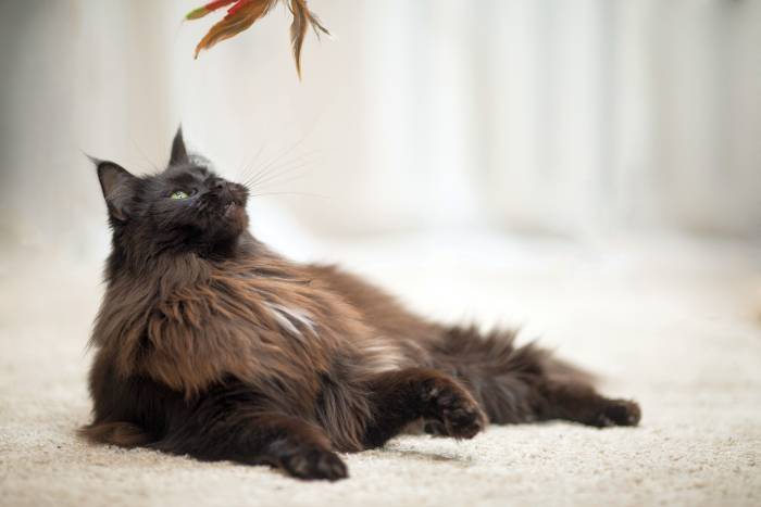 Черный мейн-кун, фото фотография кошки