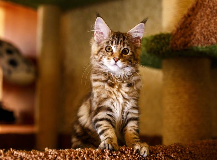 Котенок мейн-куна, фото фотография кошки