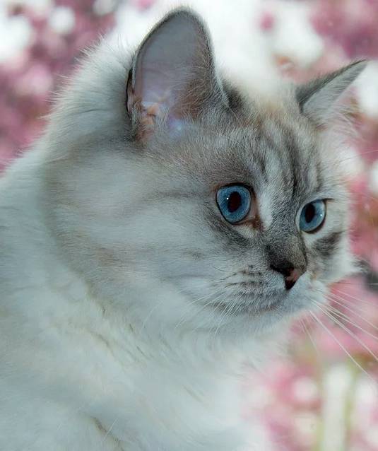 Котенок невской маскарадной кошки, фото фотография