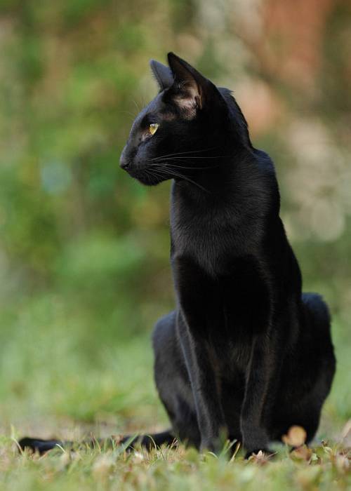 Черная ориентальная кошка, фото фотография картинка